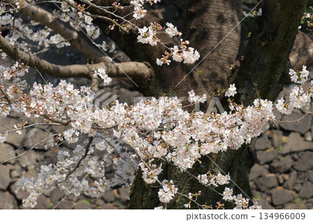 Cherry blossoms in full bloom Cherry blossoms in full bloom 134966009
