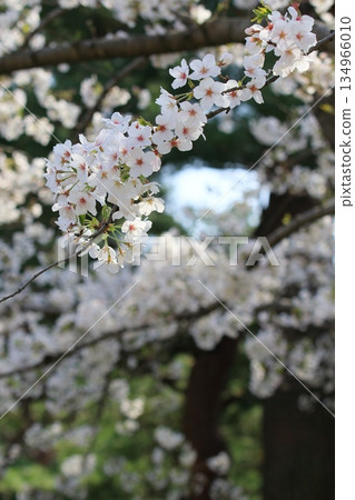 Cherry blossoms in full bloom Cherry blossoms in full bloom 134966010