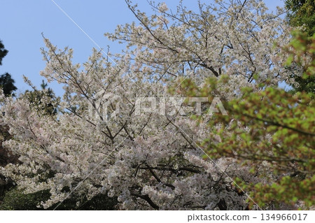 Cherry blossoms in full bloom Cherry blossoms in full bloom 134966017