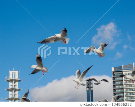 Seagulls gather at Kobe Meriken Park in winter Seagulls gather at Kobe Meriken Park in winter 134966232