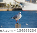 冬季，海鷗聚集在神戶梅里肯公園。 134966234