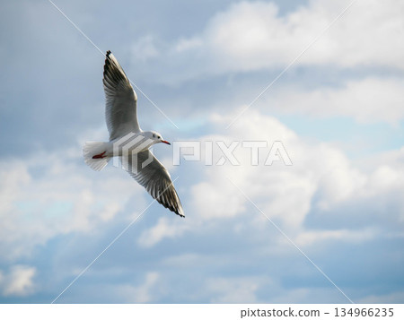 Seagulls gather at Kobe Meriken Park in winter Seagulls gather at Kobe Meriken Park in winter 134966235
