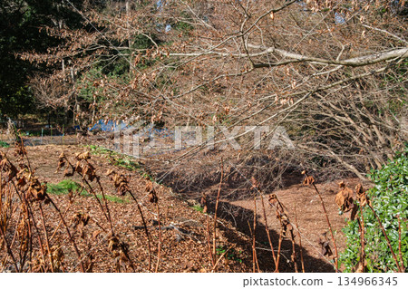 陽光穿過森林 134966345