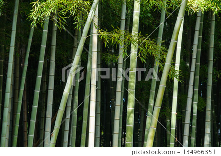Bamboo grove glow Bamboo grove glow 134966351