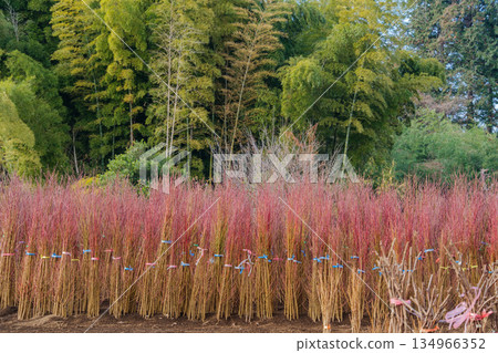 桃竹林 桃竹林 134966352