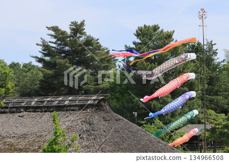 鯉魚幡比屋頂還高 鯉魚幡在藍天裡游 134966508