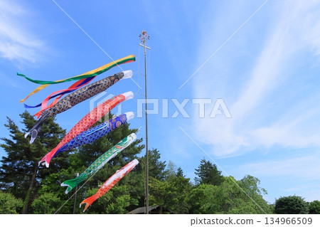 鯉魚幡比屋頂還高 鯉魚幡在藍天裡游 134966509