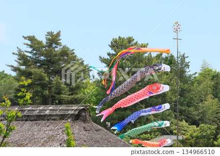鯉魚幡比屋頂還高 鯉魚幡在藍天裡游 134966510