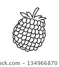 Raspberries coloring book or page for children raspberry 134966870