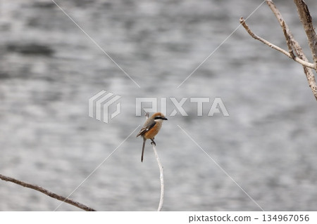 A shrike perched on the end of a white stick 134967056