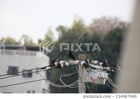 A crow holding a branch while building a nest 134967490