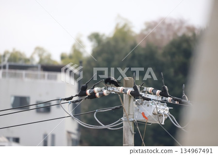 A crow holding a branch while building a nest 134967491