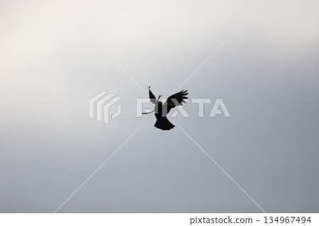 一隻烏鴉嘴裡叼著一根樹枝飛翔 134967494