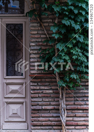 Old house with evergreen plant Old house with evergreen plant 134967520