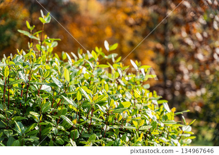 Autumnal park landscape with yellow leaves Autumnal park landscape with yellow leaves 134967646