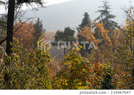 Autumnal park landscape with yellow leaves 134967647