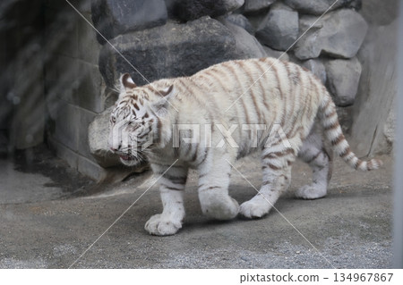 White tiger cub 134967867