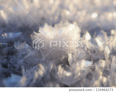 Frost flowers blooming on the boardwalk (aff20251223071812) Frost flowers blooming on the boardwalk (aff20251223071812) 134968273