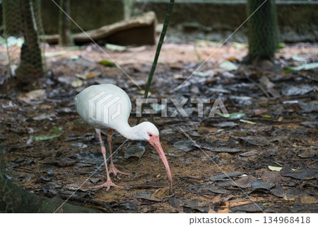 White Ibis at River Wonders White Ibis at River Wonders 134968418