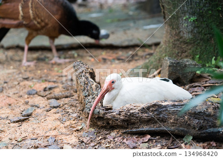 White Ibis at River Wonders White Ibis at River Wonders 134968420