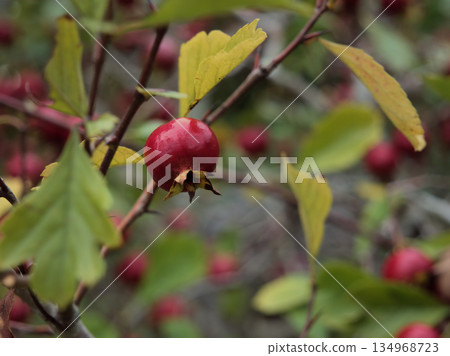 十月變色的紅山楂漿果 134968723