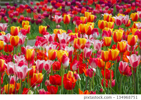  Colorful tulips 134968751