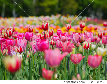 多彩鬱金香 多彩鬱金香 134968752