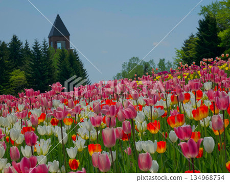 A park with tulips 134968754