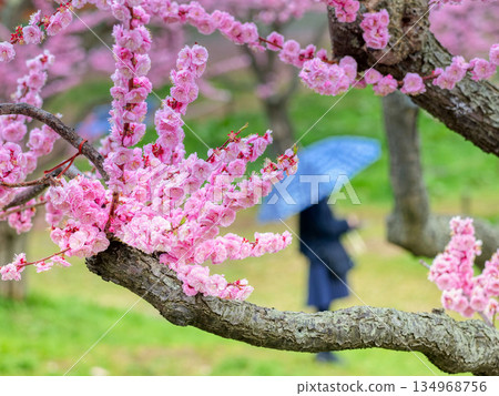 公園梅花林 公園梅花林 134968756