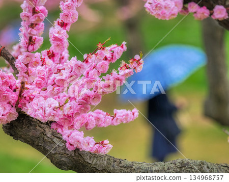公園梅花林 134968757