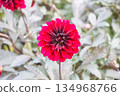 Dahlia 134968766