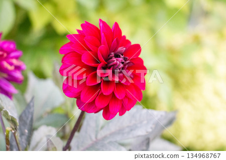 Dahlia 134968767
