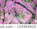 粉紅色的梅花正盛開 134968820