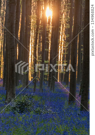 Sunrise illuminating bluebells 134968824