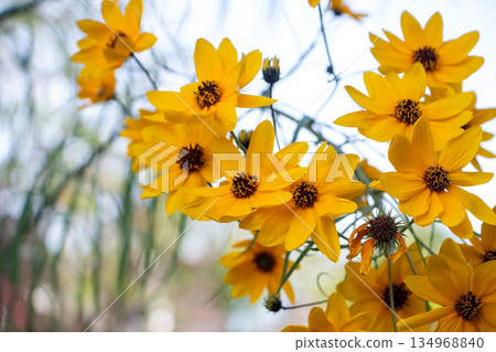 Willow Ba Himawari 134968840