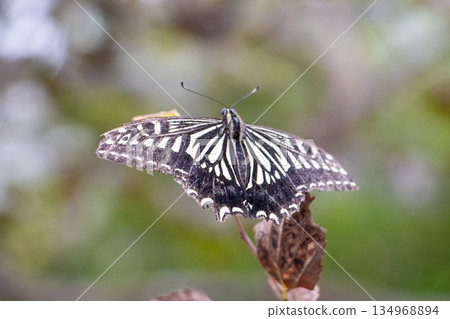 一隻鵪鶉 134968894