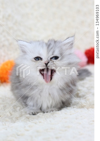 短腿小步舞曲小貓 134969103