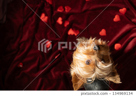Cute Dog Surrounded by Heart Shapes on a Plush Red Blanket for Valentine's Day Digital Content 134969134
