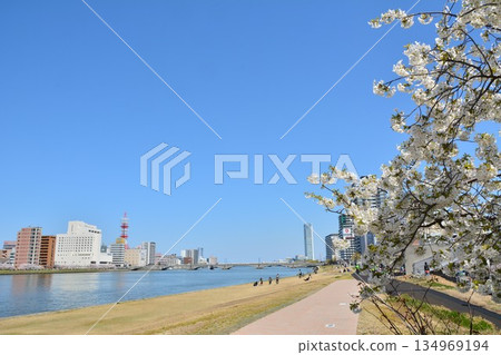 信濃川安水岸綠地的櫻花景色 信濃川安水岸綠地的櫻花景色 134969194