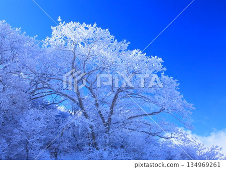 白霜林(大分縣九重町九重山地) 白霜林(大分縣九重町九重山地) 134969261