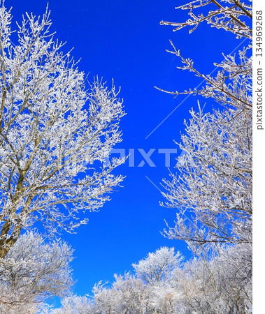 Hoarfrost and blue sky (winter image, background material, vertical composition) Hoarfrost and blue sky (winter image, background material, vertical composition) 134969268