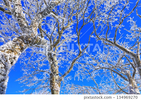 Hoarfrost and blue sky (winter image background material) Hoarfrost and blue sky (winter image background material) 134969270