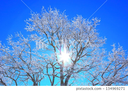 霜花、藍天和透過樹葉灑下的陽光（冬季圖片，背景素材） 134969271