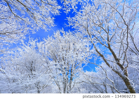 Hoarfrost and blue sky (winter image background material) Hoarfrost and blue sky (winter image background material) 134969273