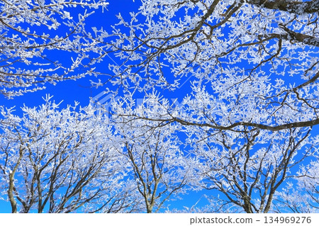 Hoarfrost and blue sky (winter image background material) 134969276