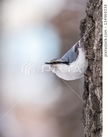 Eurasian nuthatch or wood nuthatch, lat. Sitta europaea, sitting on a tree trunk with a blurred background. Eurasian nuthatch or wood nuthatch, lat. Sitta europaea, sitting on a tree trunk with a blurred background. 134969338