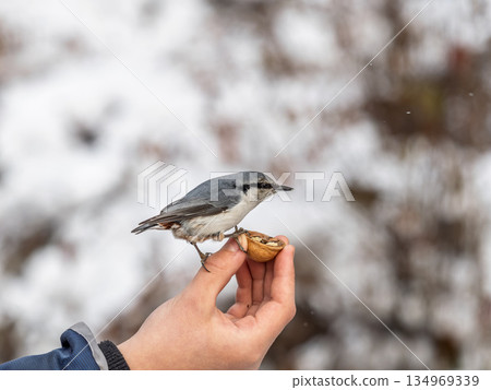 The Eurasian nuthatch eats seeds from a man's hand. Hungry bird wood nuthatch eating seeds from a hand during winter or autumn 134969339