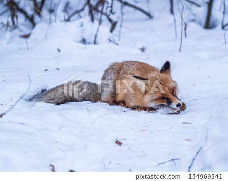 European Red Fox (Vulpes vulpes) in winter forest European Red Fox (Vulpes vulpes) in winter forest 134969341