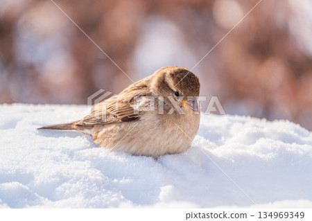 House Sparrow, Passer domesticus, standing in the snow. 134969349