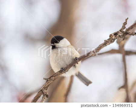 Cute bird the willow tit, song bird sitting on a branch without leaves in the winter. Cute bird the willow tit, song bird sitting on a branch without leaves in the winter. 134969351